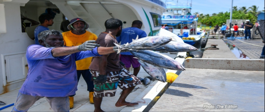 MALDIVES: Advisory committees to manage 5 fisheries sectors to be formed