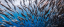 Sardines catch in San Bernardino Strait in Samar in the Philippines plummeting since 2013